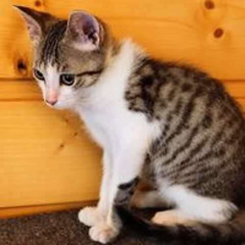   CALIN 
