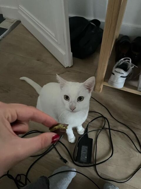 Alaska une jolie jeune chatte sociable et câline 180 75011 Paris