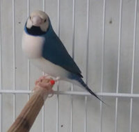   Recherche don d'oiseaux  
