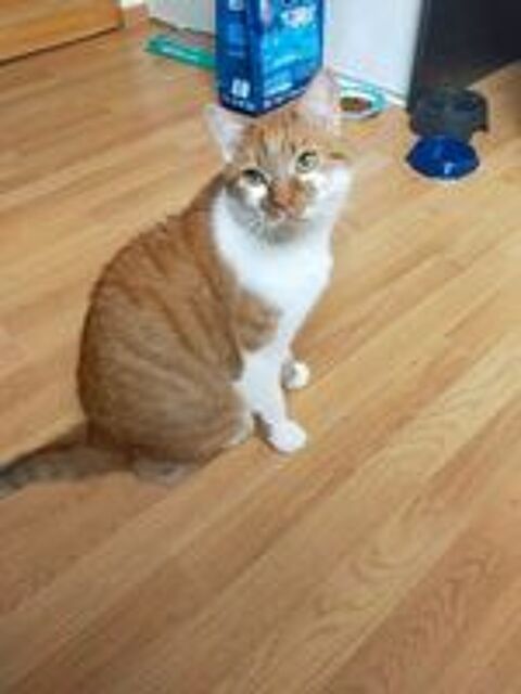   Moucho � l'adoption 