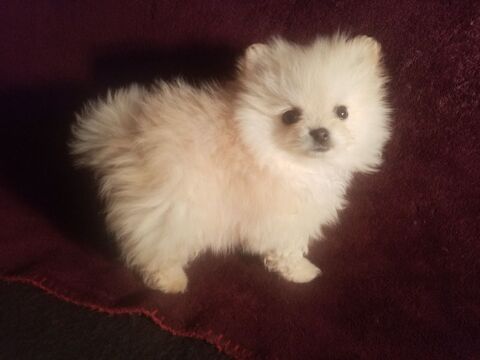 Chiot Spitz Nain Femelle 1360 66000 Perpignan
