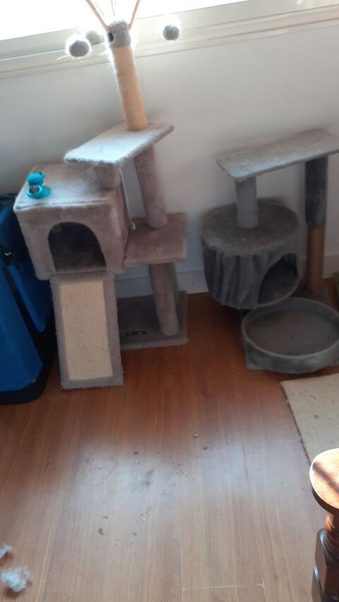 Arbre a chat 10 33500 Libourne