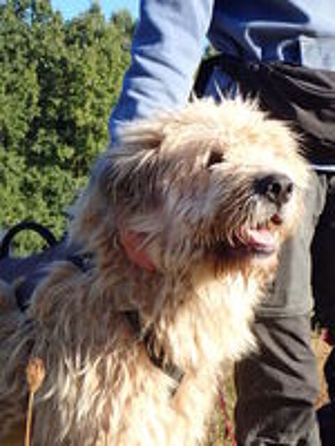   Darren à l'adoption 