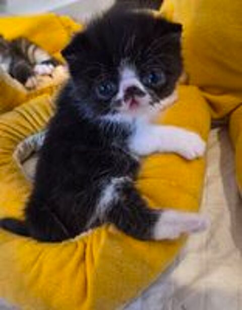   Exotic Shorthair  