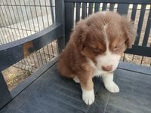   chiots bergers australiens LOF 