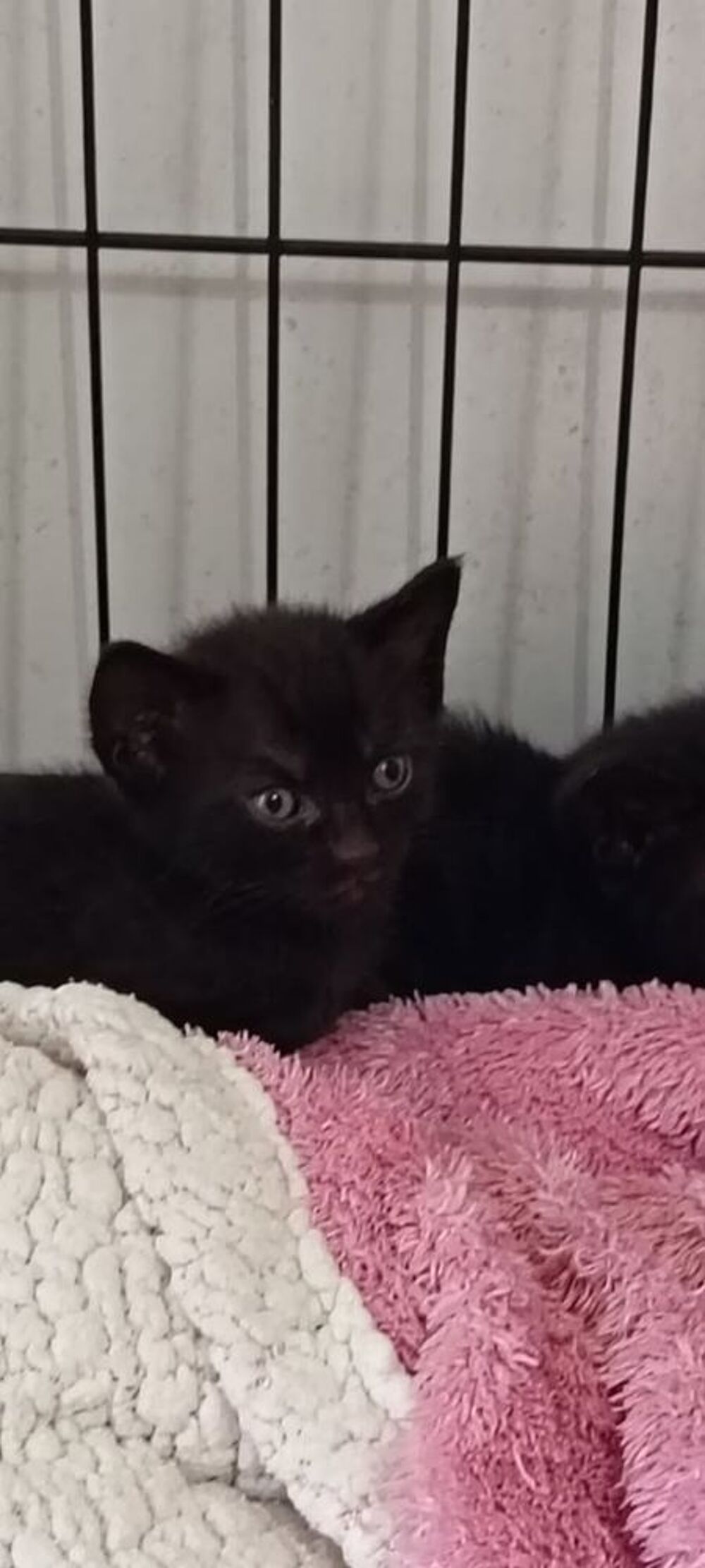   Chat AZZARO à l adoption 