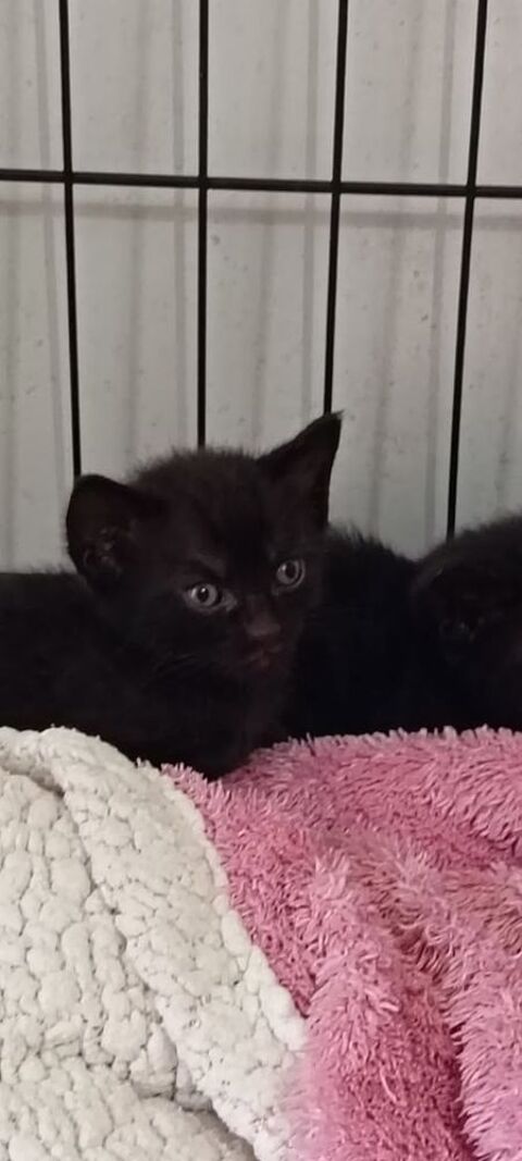 Chat AZZARO &agrave; l adoption 120 26130 Saint-restitut
