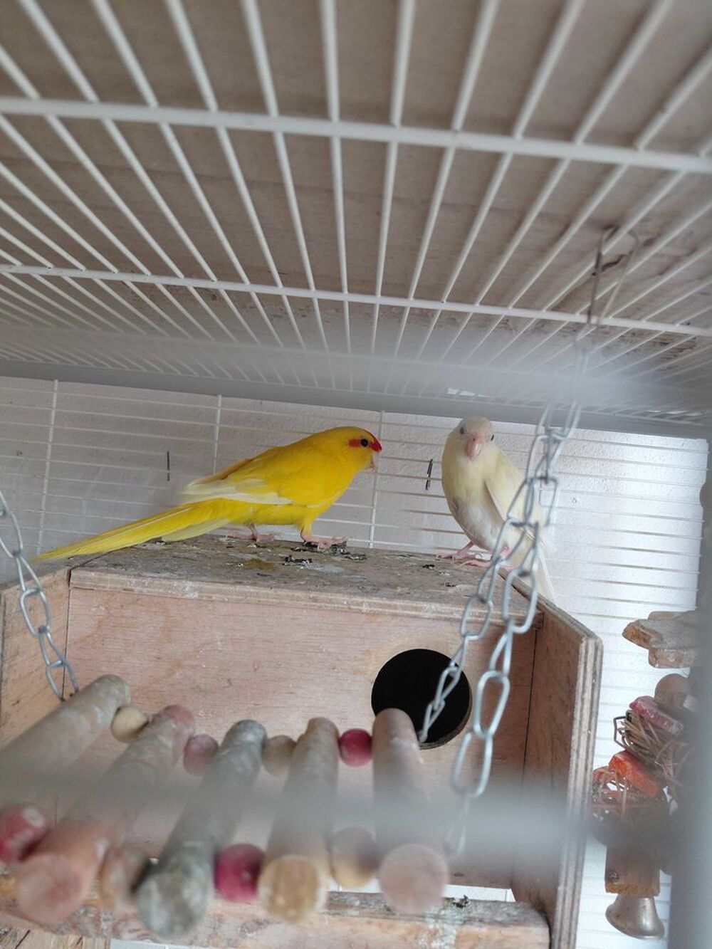 Couple de Kakariki Jardin