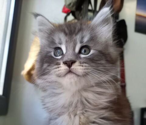 ADORABLE CHATON MAINE COON m&acirc;le 1200 83140 Six-fours-les-plages