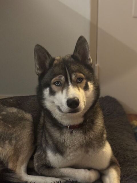 Mâle Husky de Sibérie LOF cherche femelle pour saillie 0 75020 Paris
