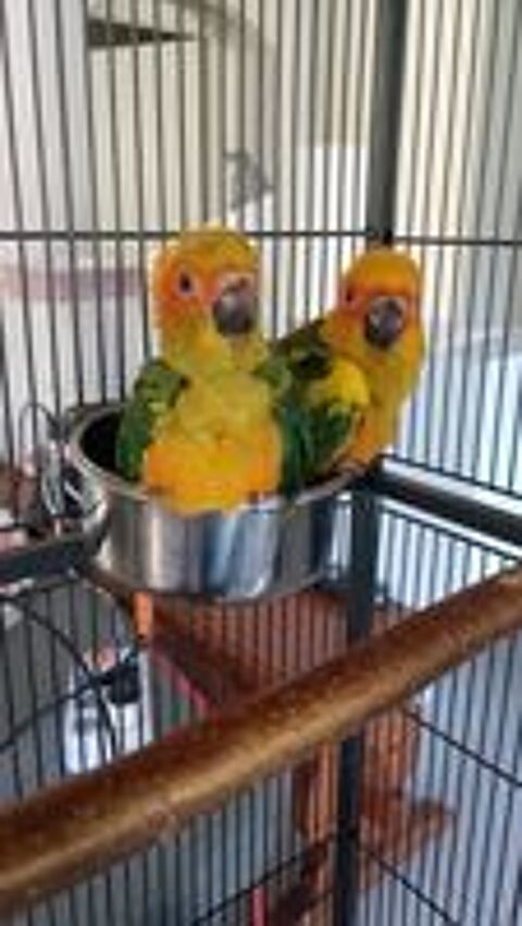   Conures soleil elévés a main 
