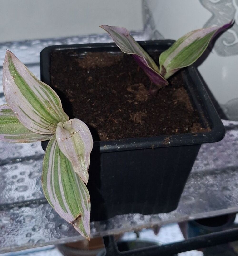 Boutures de plantes Jardin