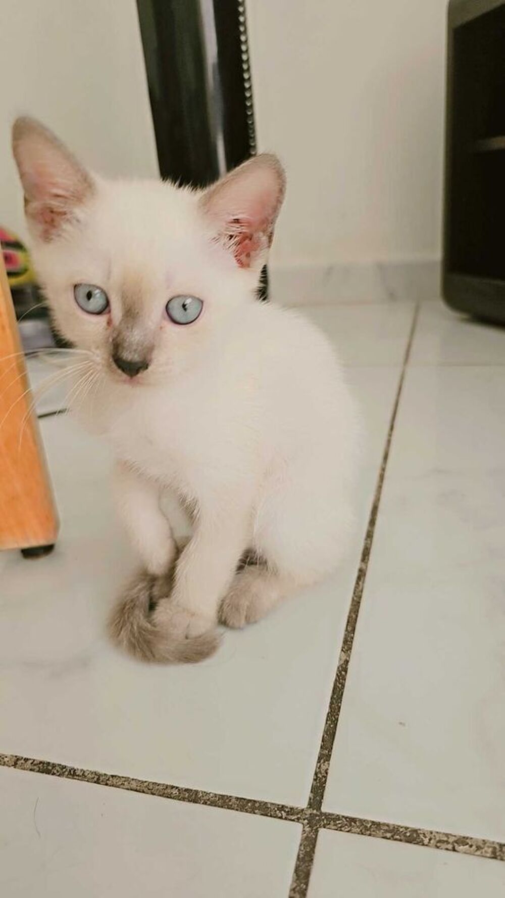   chaton siamoi femelle 
