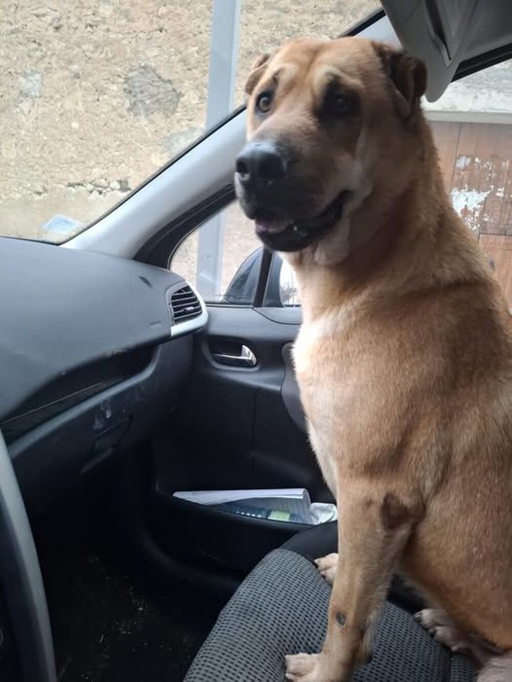   Chien VICKY  l adoption 