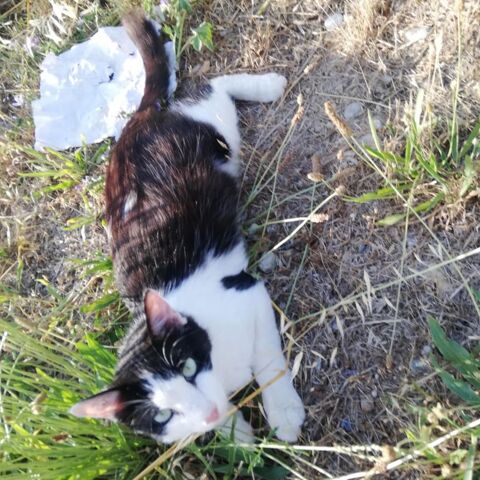 VIVA 180 26740 La coucourde