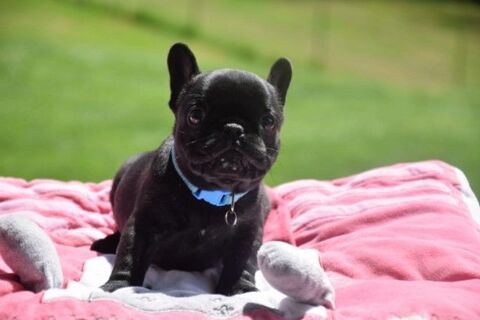 Chiots Bouledogue français
550 07400 Valvignres