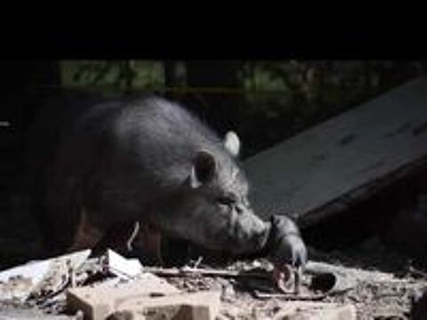   VAYA, adorable cochon vietnamien  l'adoption 