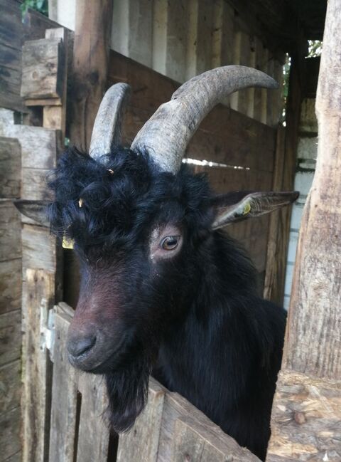Jeune Bouc Poitevin 120 79800 Pamproux