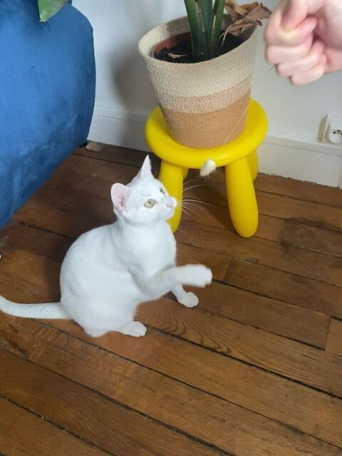 Alaska une jolie jeune chatte parfaite ! 180 75011 Paris