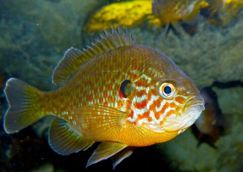 Poisson Perche Soleil 0 38260 La cte-saint-andr