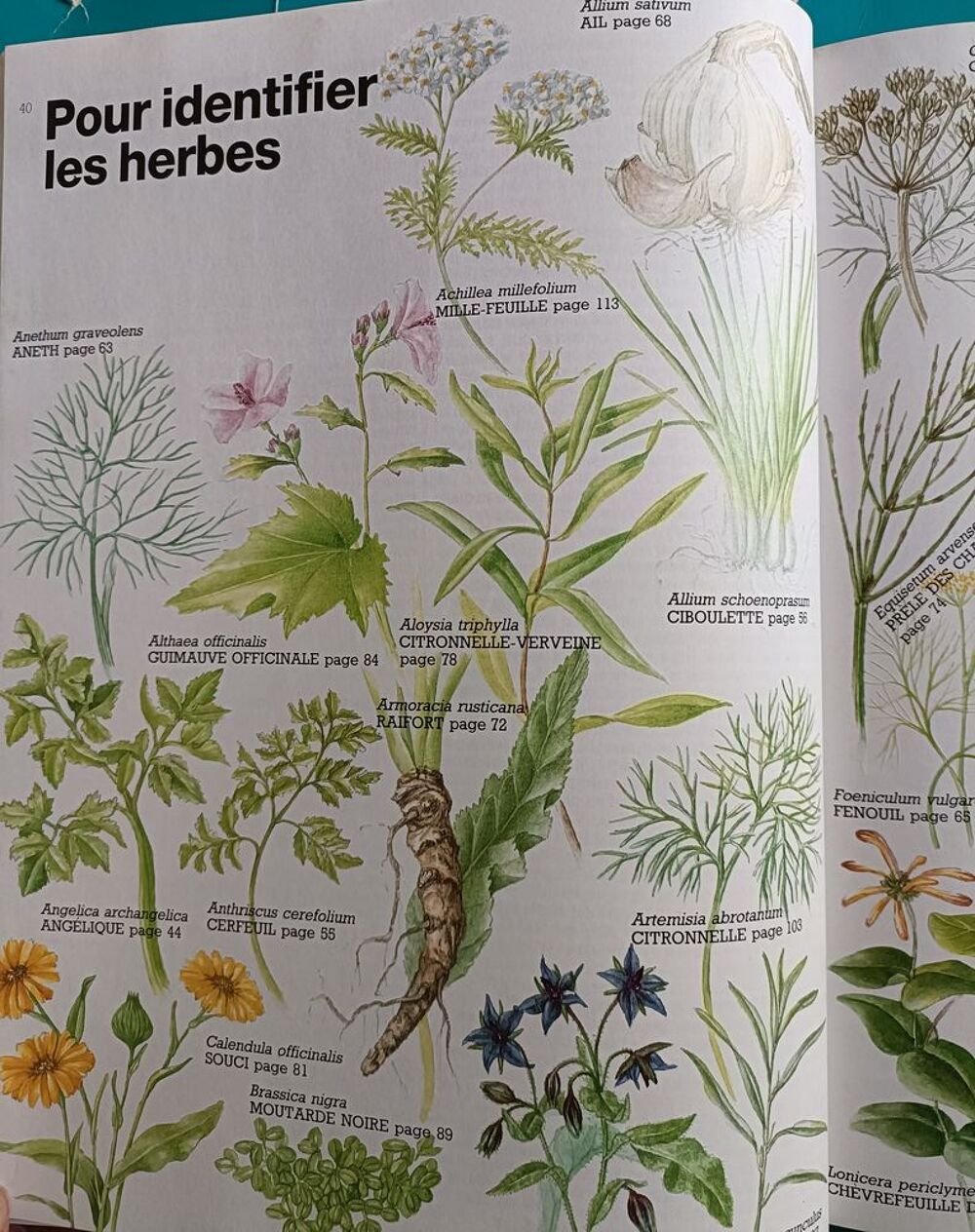 Ann BONAR : le grand livre des herbes Livres et BD