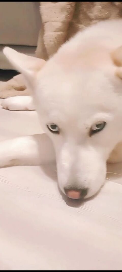 Chienne husky femelle 0 28000 Chartres