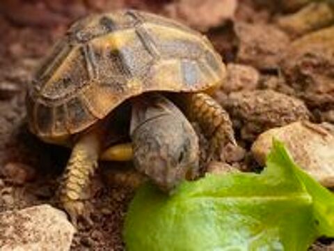   Tortues juvéniles  