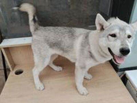   MAGNIFIQUES CHIOTS HUSKY SIBERIEN 