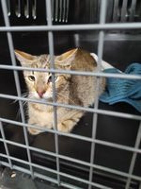   Avis de Recherche depuis le 19/08/23, SUGAR belle jeune minette  