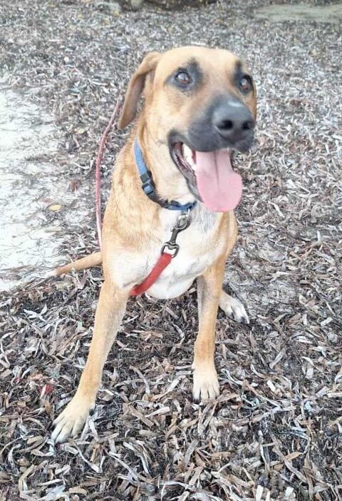 GUELIA grand coeur sur pattes 350 78100 Saint-germain-en-laye