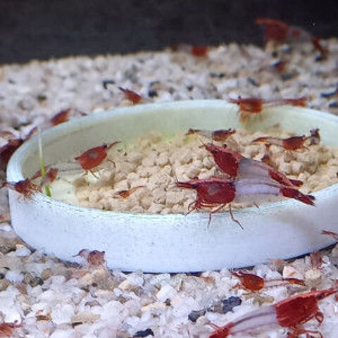 Crevettes Rili red 3 37270 Ath�e-sur-cher