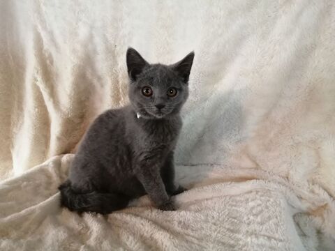 Jolie Chatonne Chartreux 500 65370 Siradan