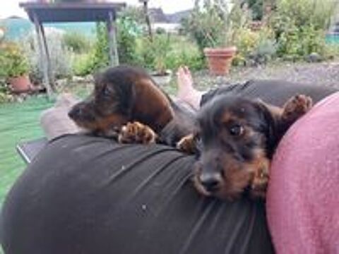   Vends chiot teckel mâle   