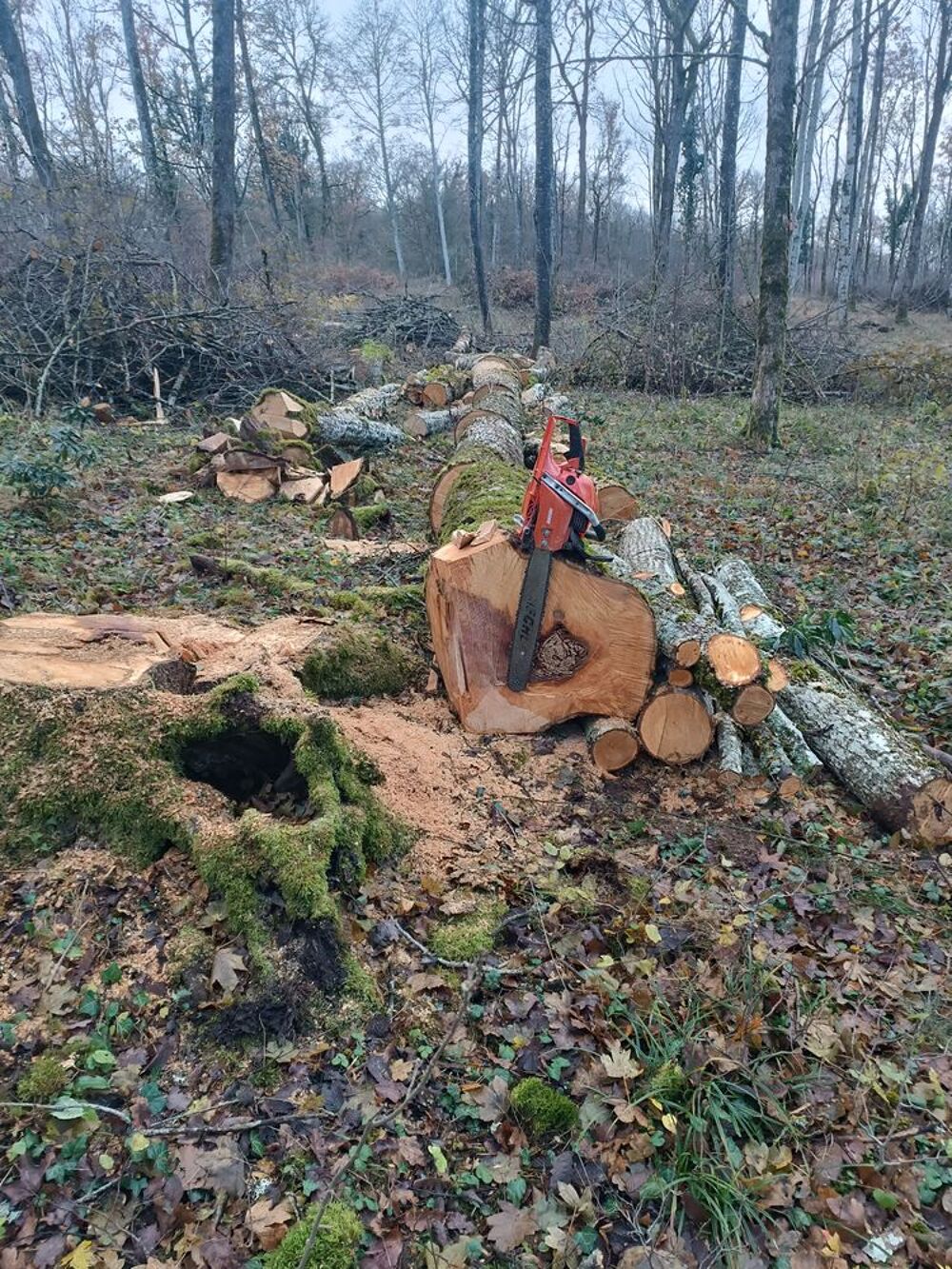 bois de chauffage bois dur 50cm 33cm 25cm 1m Bricolage
