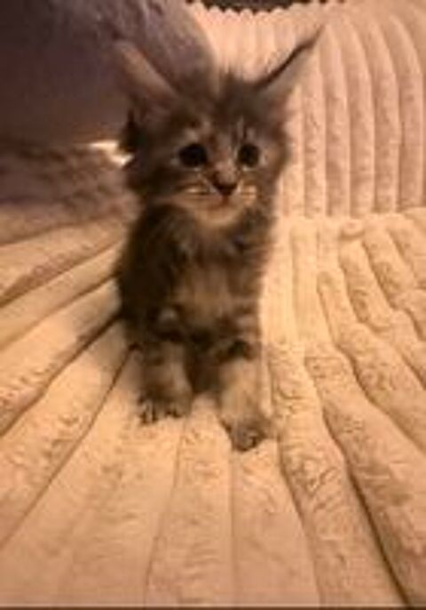   Maine coon  