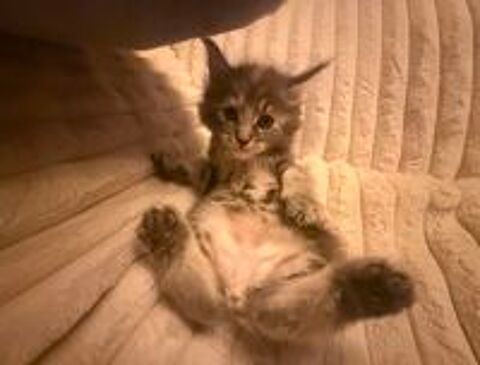   Maine coon  