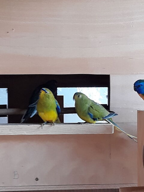 Perruche &eacute;l&eacute;gante lutino 50 74500 Publier