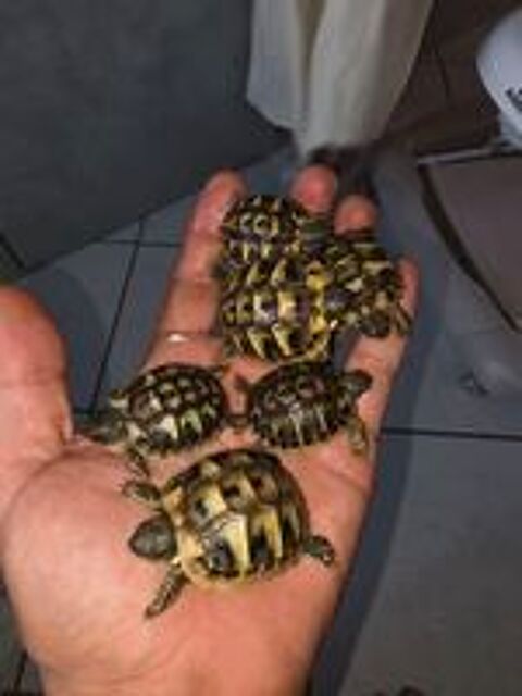  Tortue  