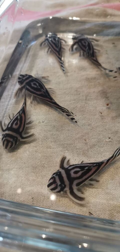 Hypancistrus zebras 130 73000 Chamb�ry