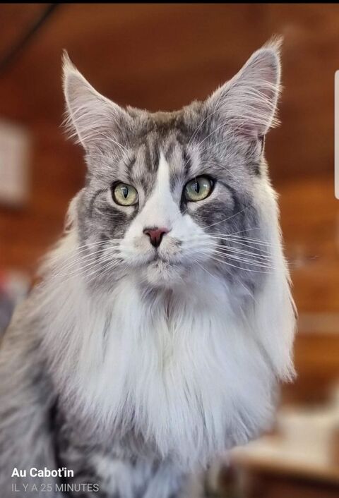 Chatons Maine Coon LOOF 1300 33920 Saint-yzan-de-soudiac