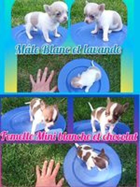   Chiot chihuahua poil court et long  