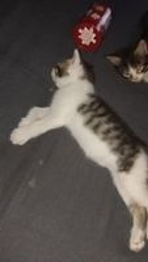   Donne chatons femelles sevrée propre contre participation  