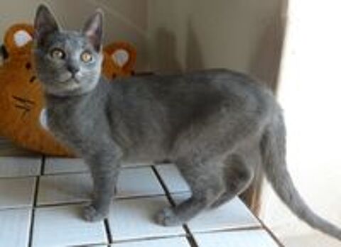   vente de chaton chartreux loof  