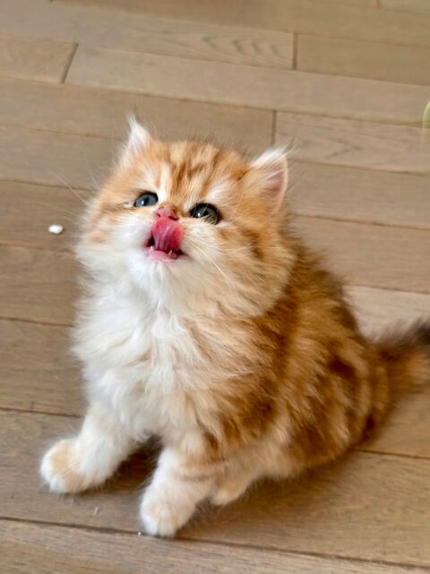 ?? Magnifiques chatons British Longhair & Shorthair LOOF 1350 93200 Saint-denis