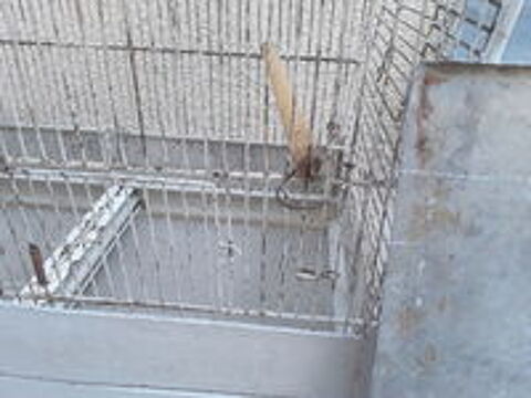   Cage ancienne  pour oiseaux  