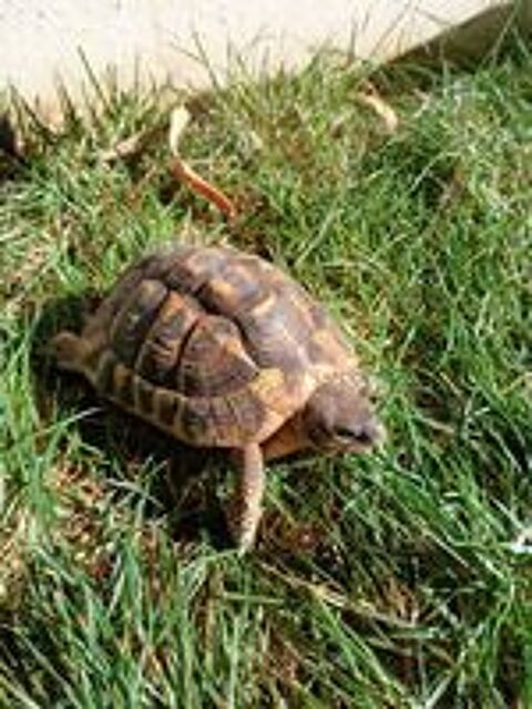   Tortue m�le 7 ans. 