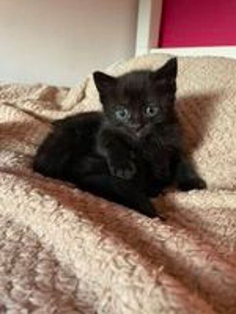   Donne deux chatons femelles 