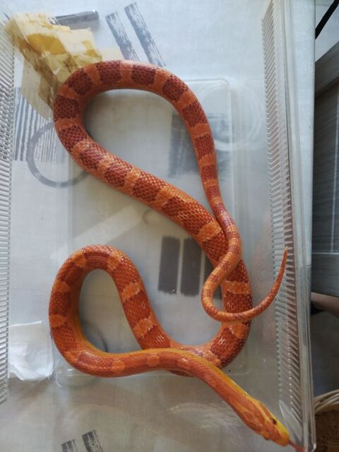 mon serpent des blés amela 20 26270 Loriol-sur-drme