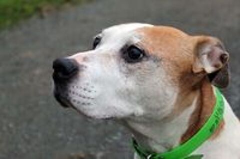   TALIA, bel American Staffordshire Terrier  l'adoption 