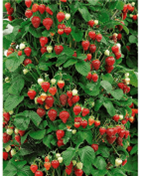 25  plants de fraisiers ostara 8 Dgagnac (46)